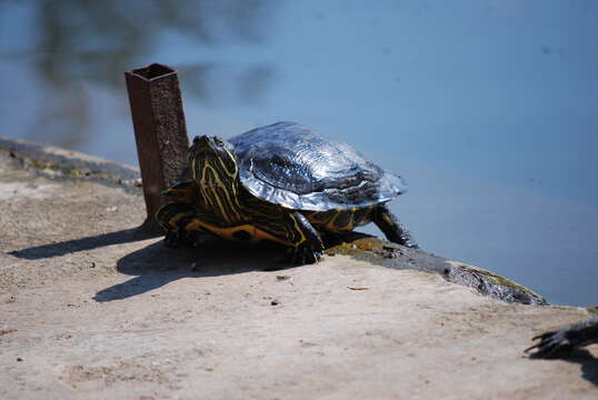 Image of slider turtle, red-eared terrapin, red-eared slider