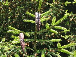 Image of Caucasian Spruce