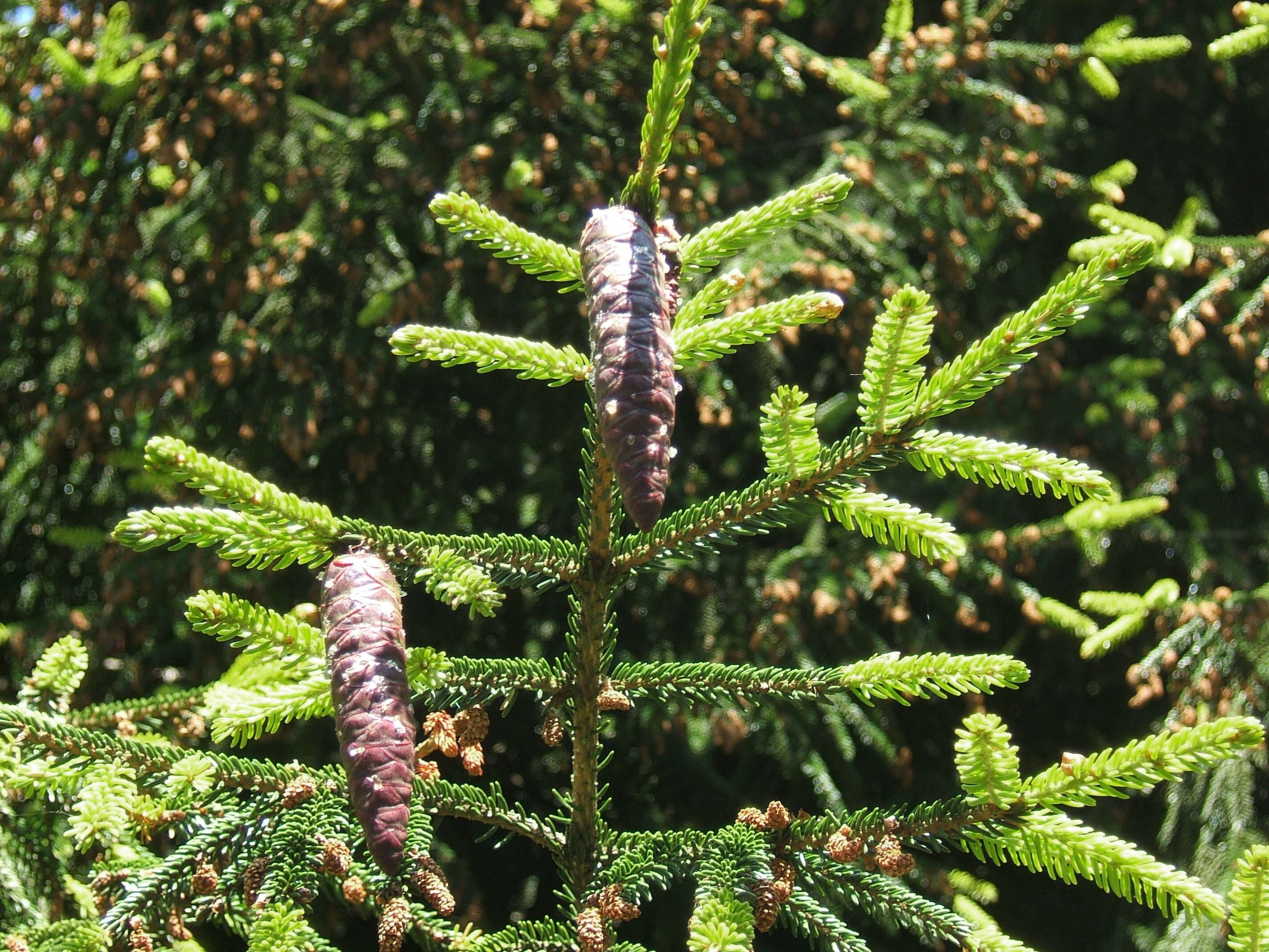 Image of Caucasian Spruce