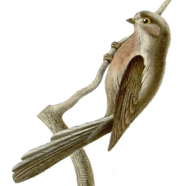 Image of Silver-throated Bushtit
