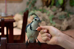 Image of Magpie-jay