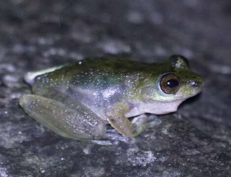 Image of Common Mist Frog