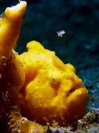 Image of Painted frogfish