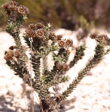 Image of Achyranthemum mucronatum