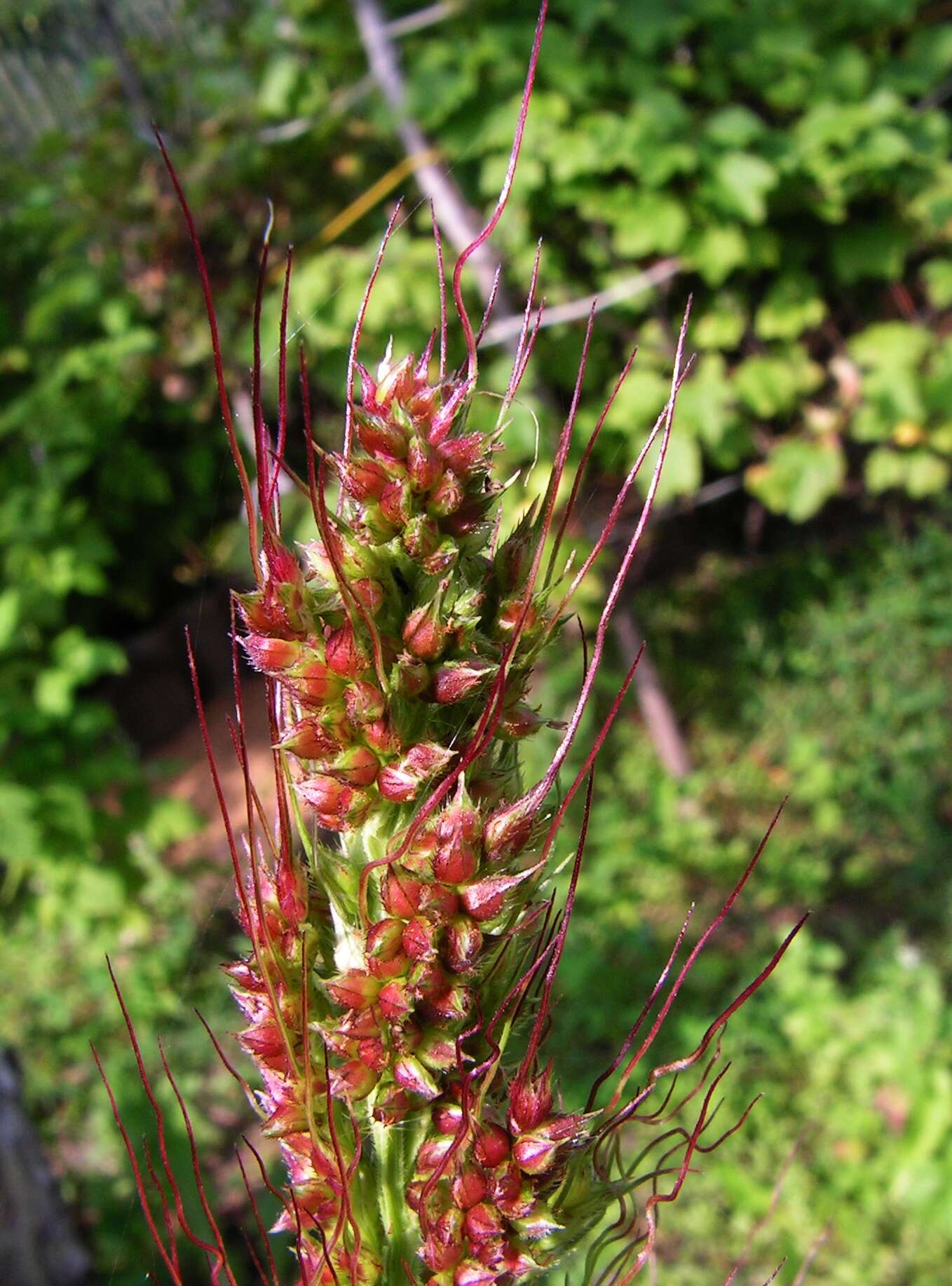 Plancia ëd Echinochloa crus-galli (L.) P. Beauv.