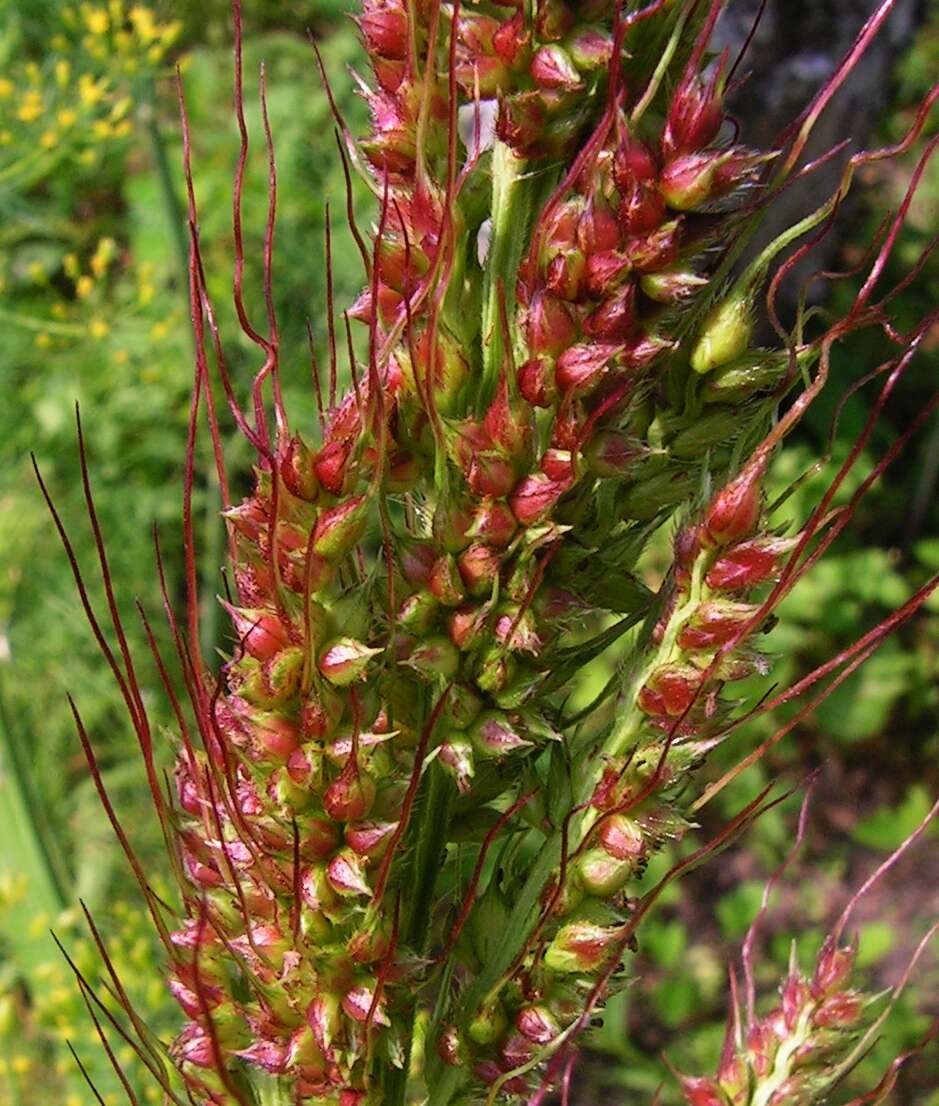 Plancia ëd Echinochloa crus-galli (L.) P. Beauv.