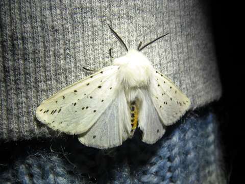 Image of white ermine