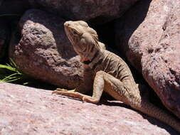 Image of Sonoran Collared Lizard