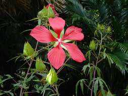 Image of Scarlet Rose-Mallow