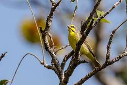 Image of Yellow-fronted Canary