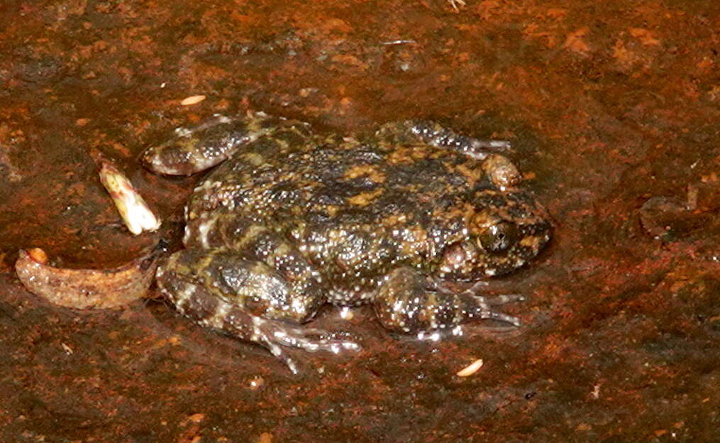 Image of Kirthisinghe’s rock frog