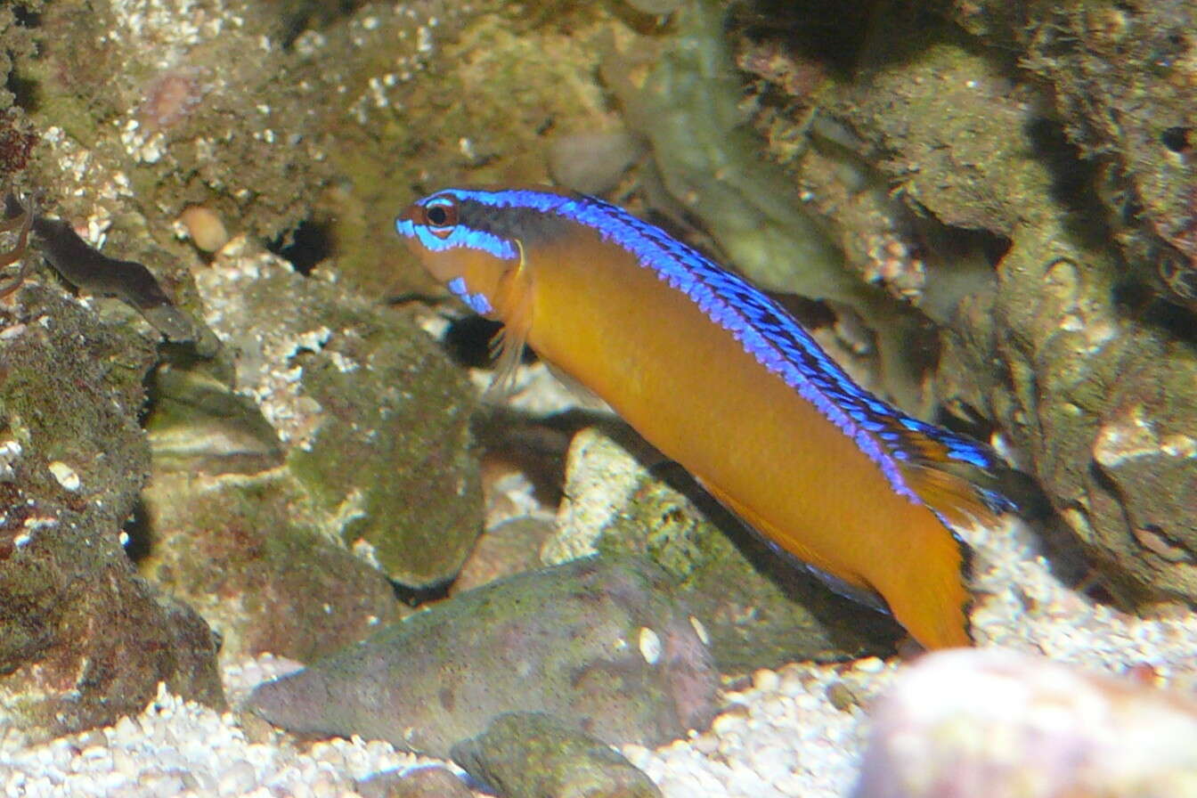 Image de Pseudochromis aldabraensis Bauchot-Boutin 1958