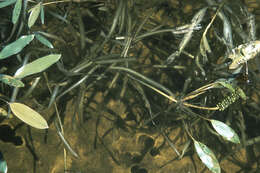 Image of American Pondweed