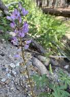 Sivun Lupinus latifolius subsp. parishii (C. P. Sm.) P. Kenney & D. B. Dunn kuva