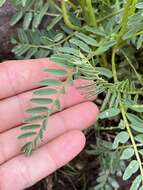 Image of Blue Mountain milkvetch