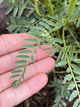 Image de Astragalus reventus A. Gray