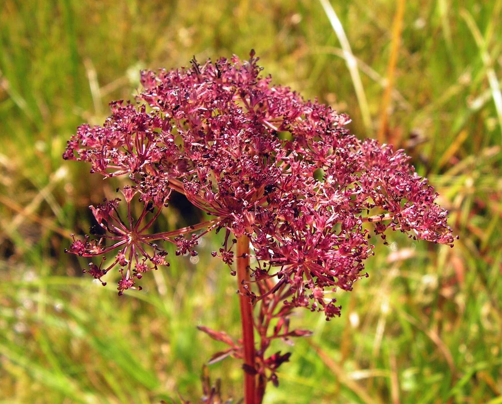 Image of little-leaf angelica