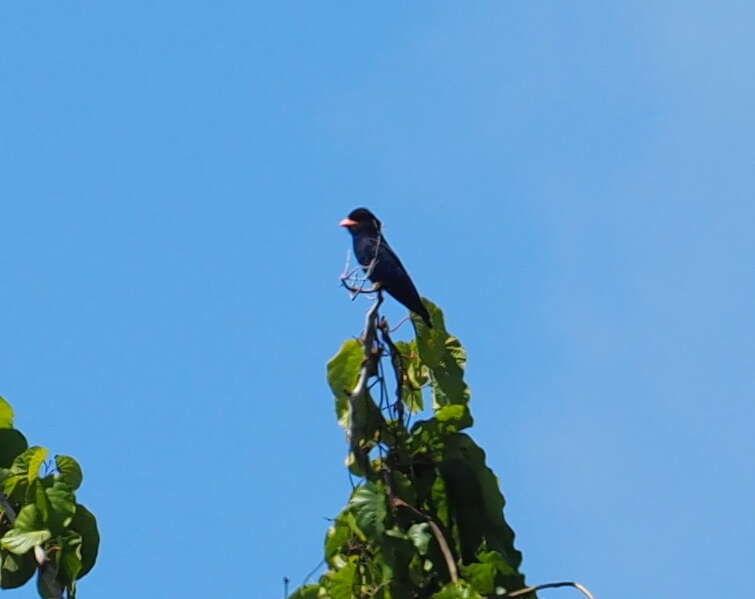 Image of Azure Dollarbird