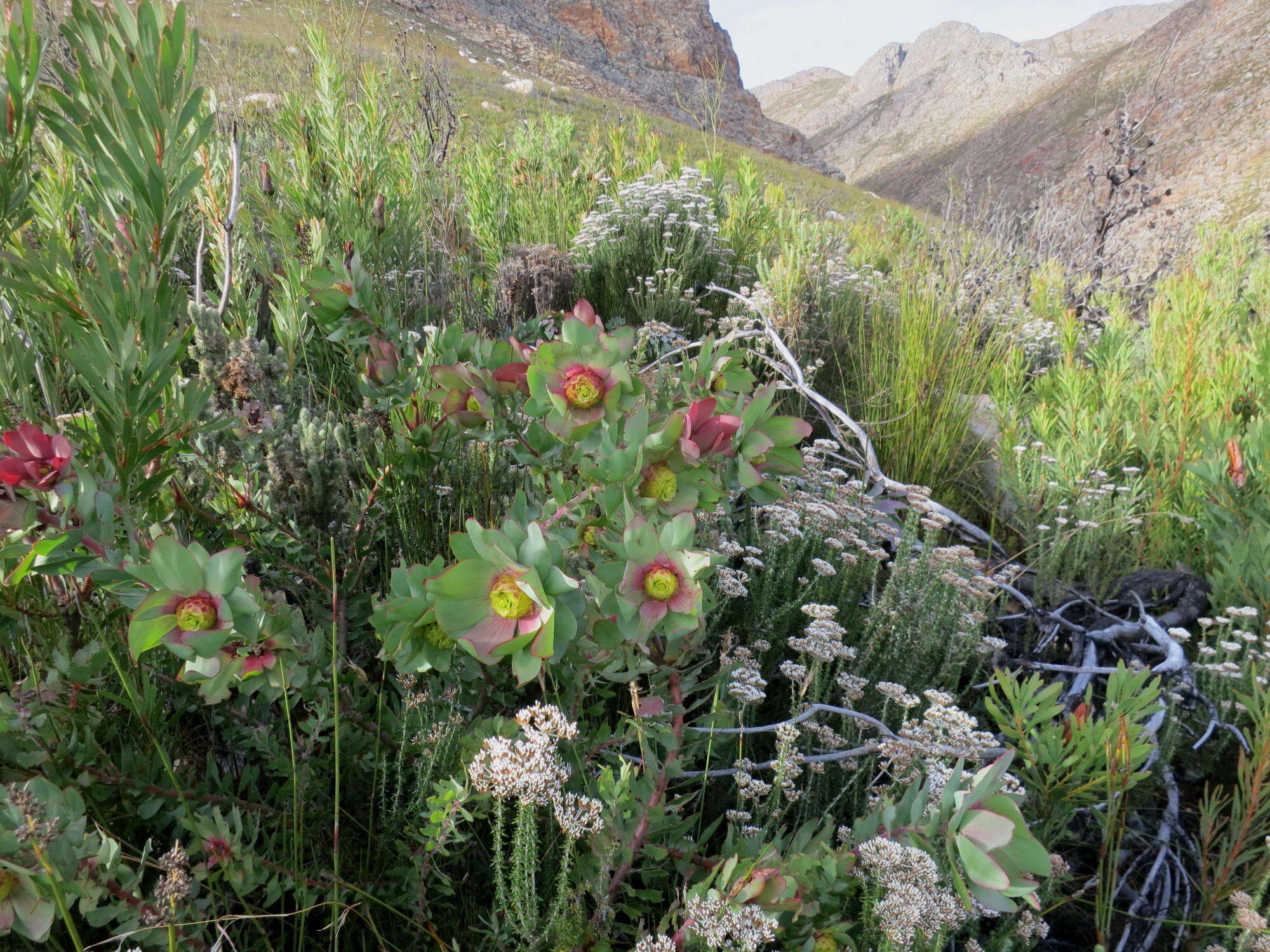 Image of Leucadendron cordatum E. Phillips