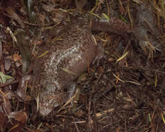 Image of Coastal Giant Salamander