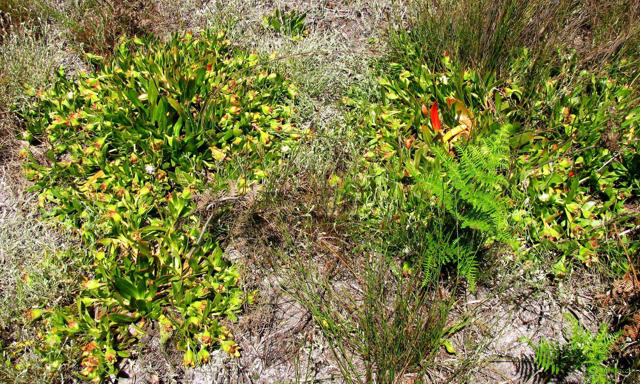 Image of Skiatophytum tripolium (L.) L. Bol.