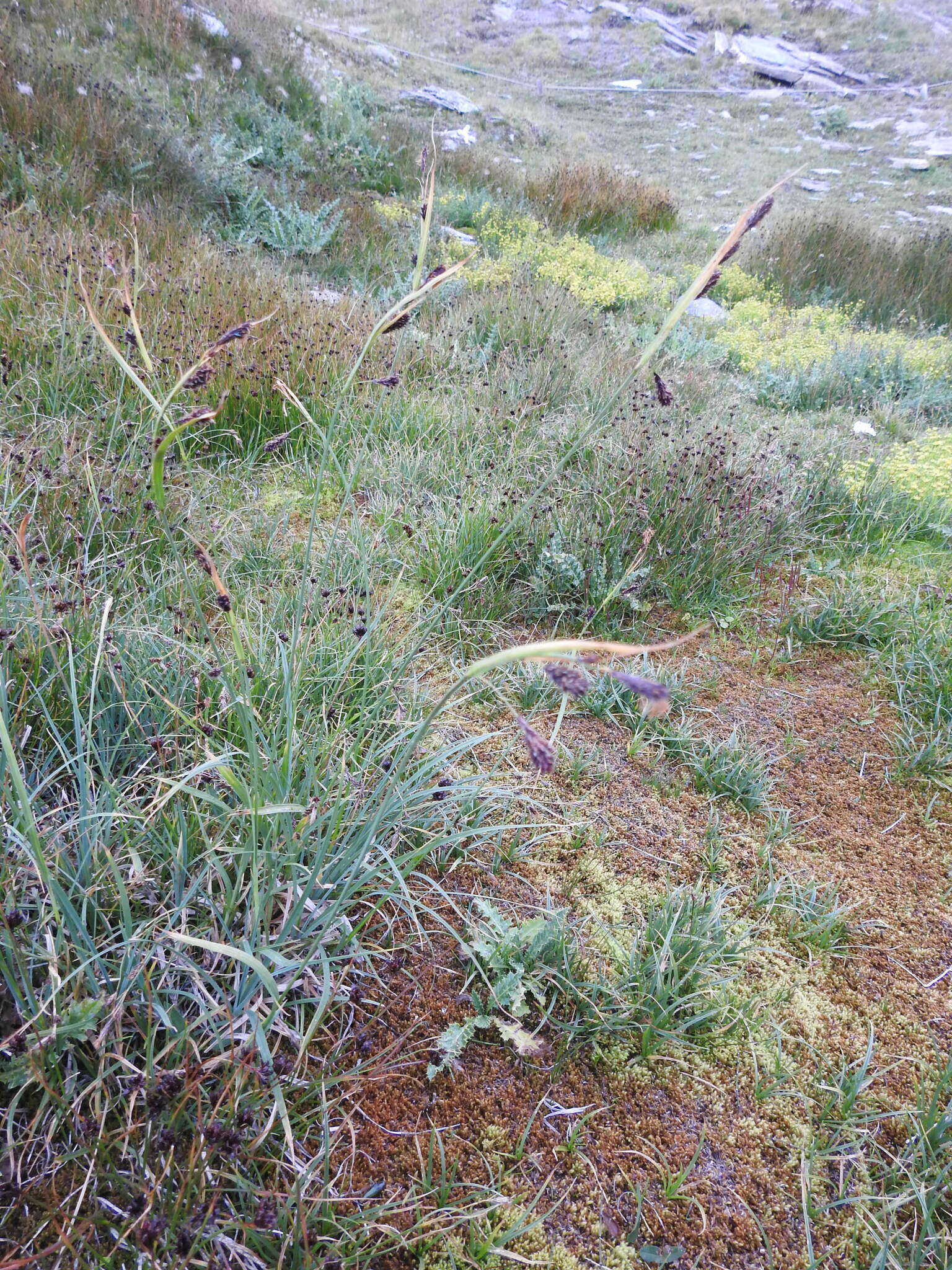 Image of Carex flacca subsp. flacca
