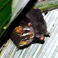 Image of Dwarf Fruit-eating Bat