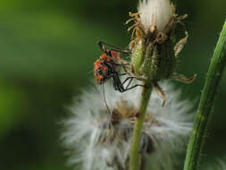 Image of black & red squash bug