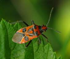 Image of black & red squash bug