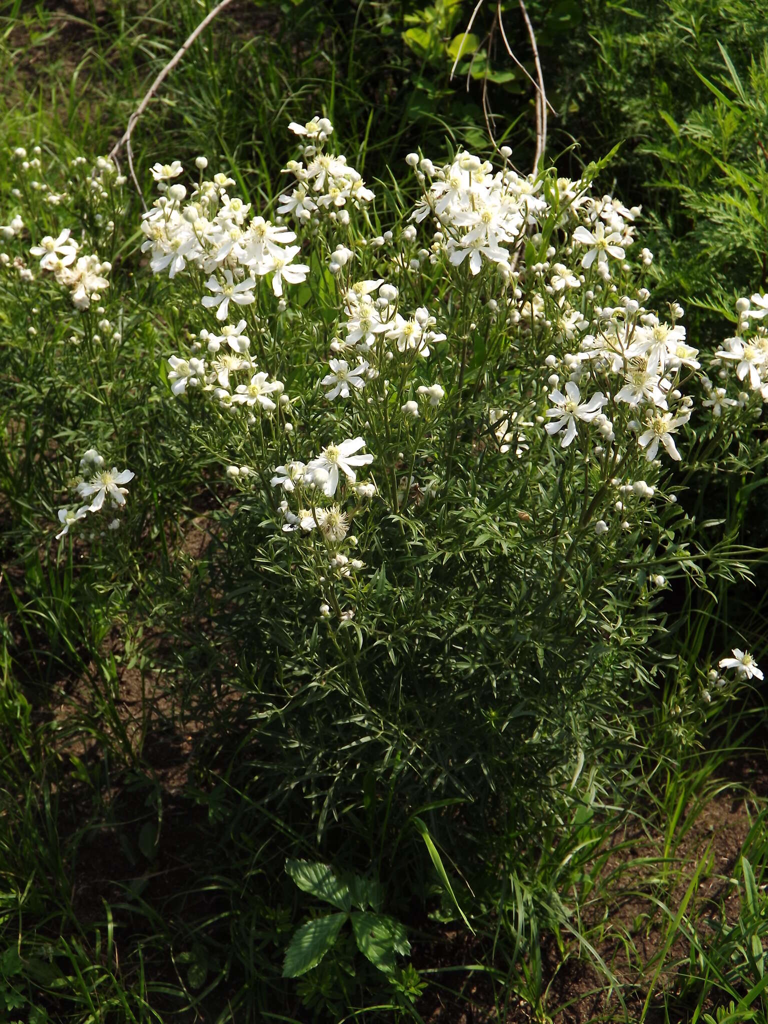 Imagem de Clematis hexapetala Pall.