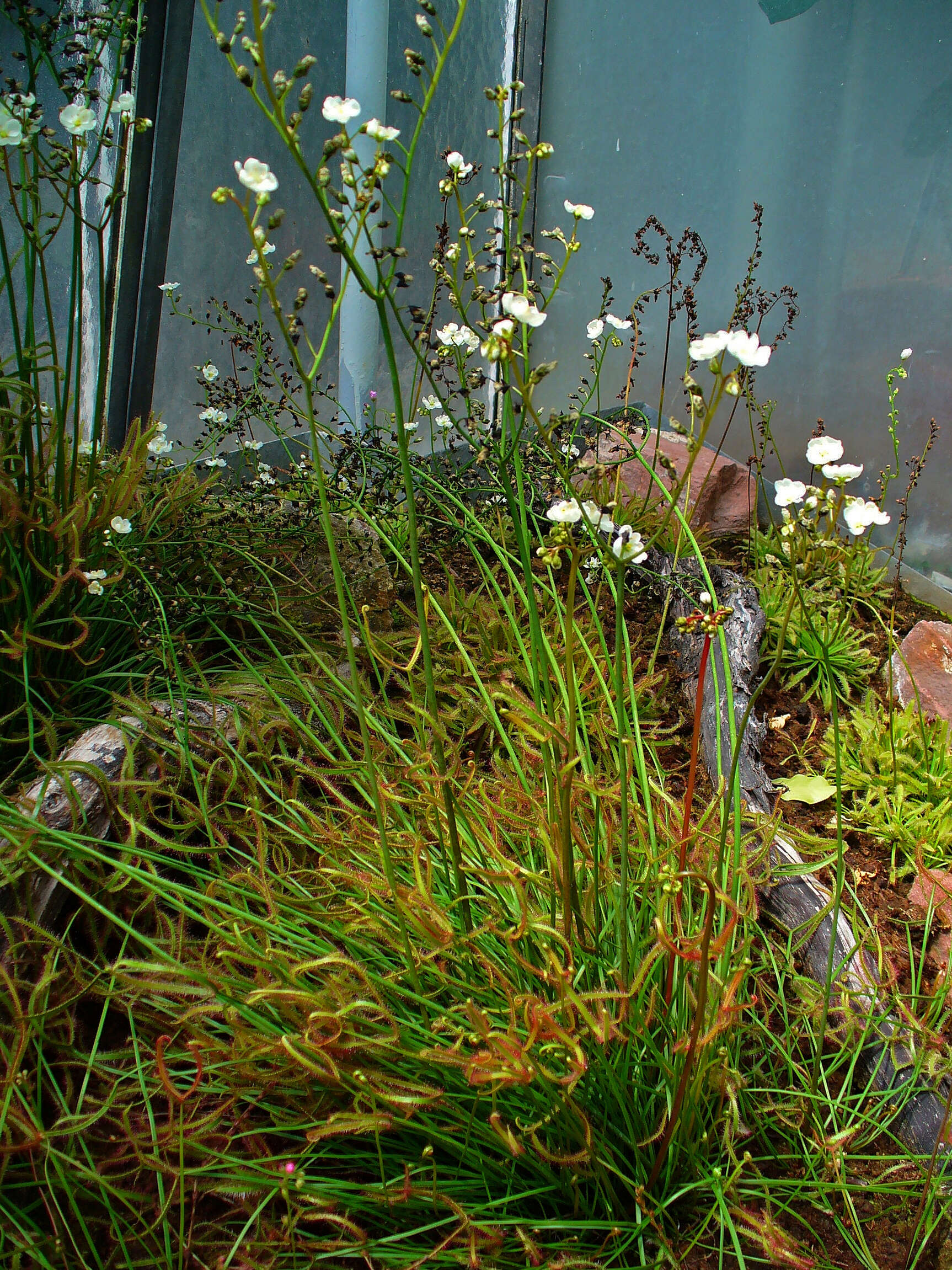 Image of Drosera binata Labill.