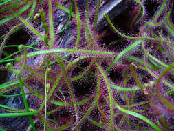 Image of Drosera binata Labill.