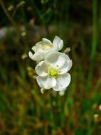 Image of Drosera binata Labill.