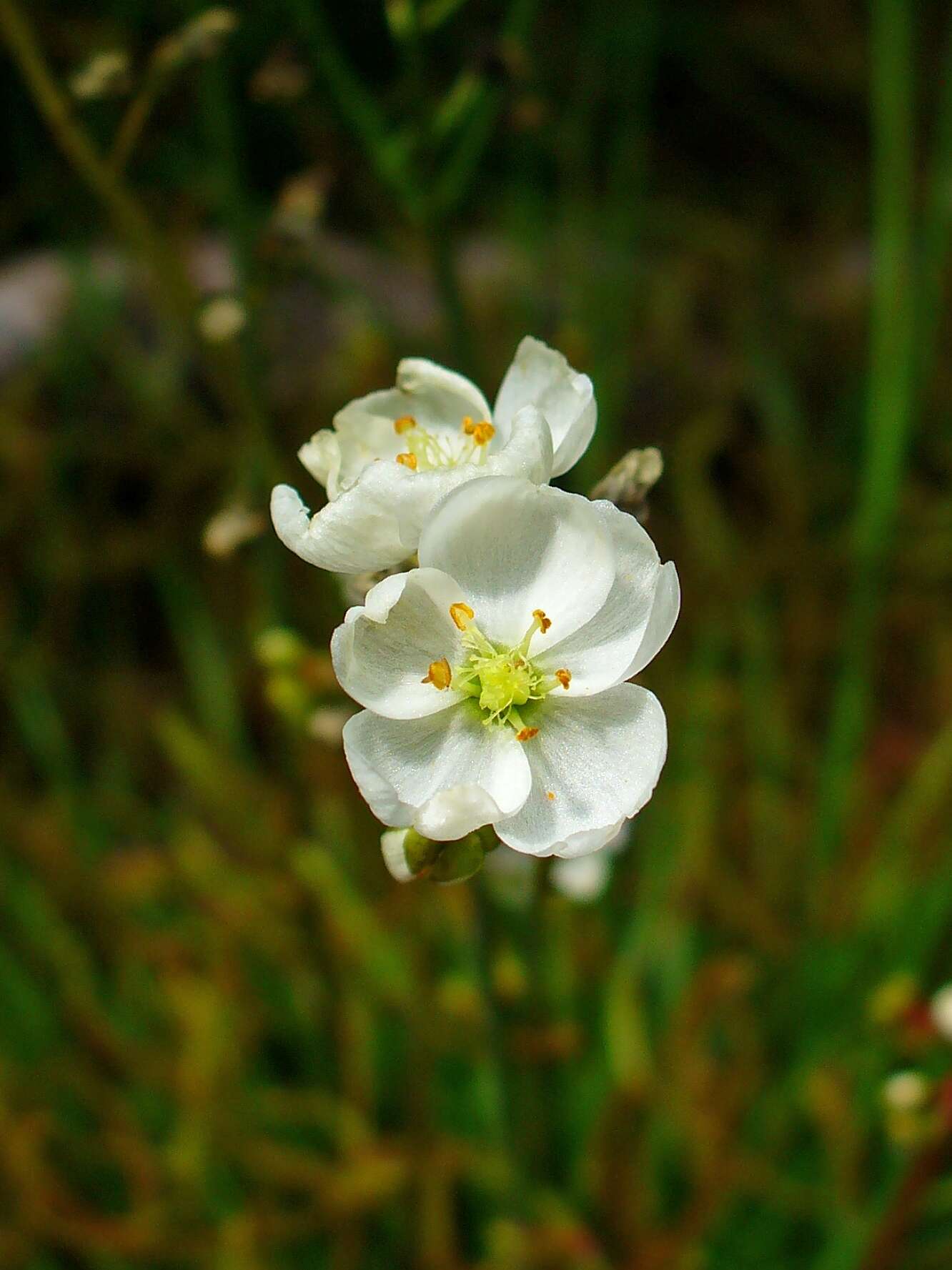 Image of Drosera binata Labill.