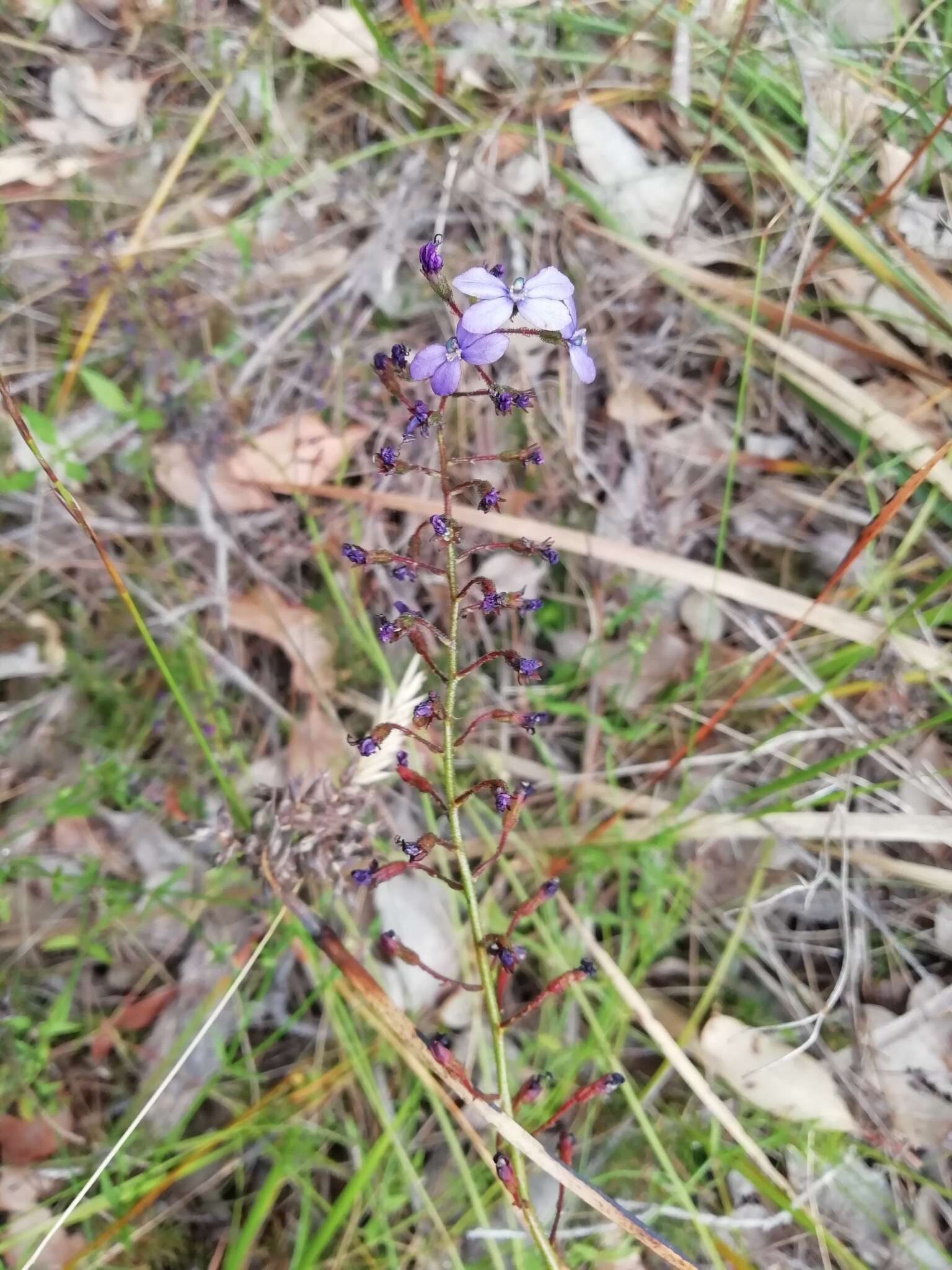 Image de Stylidium amoenum R. Br.