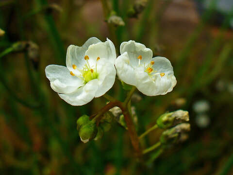 Image of Drosera binata Labill.