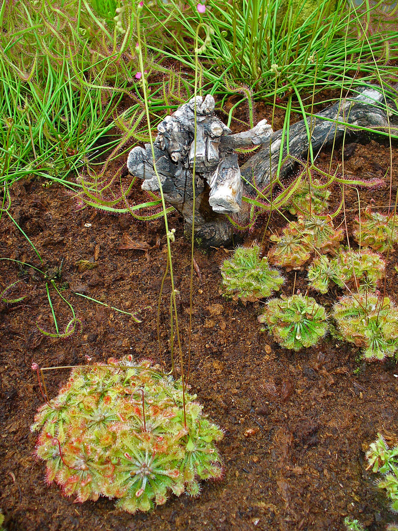 Image of pink sundew