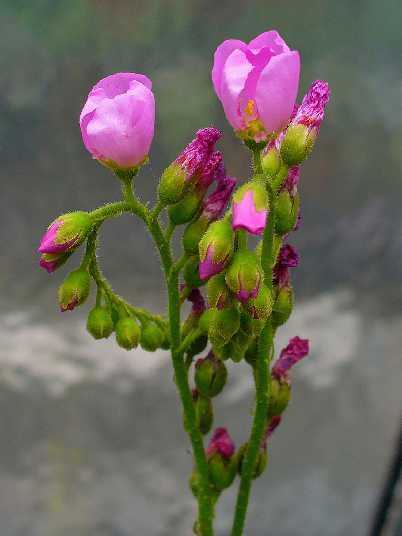 Image of pink sundew