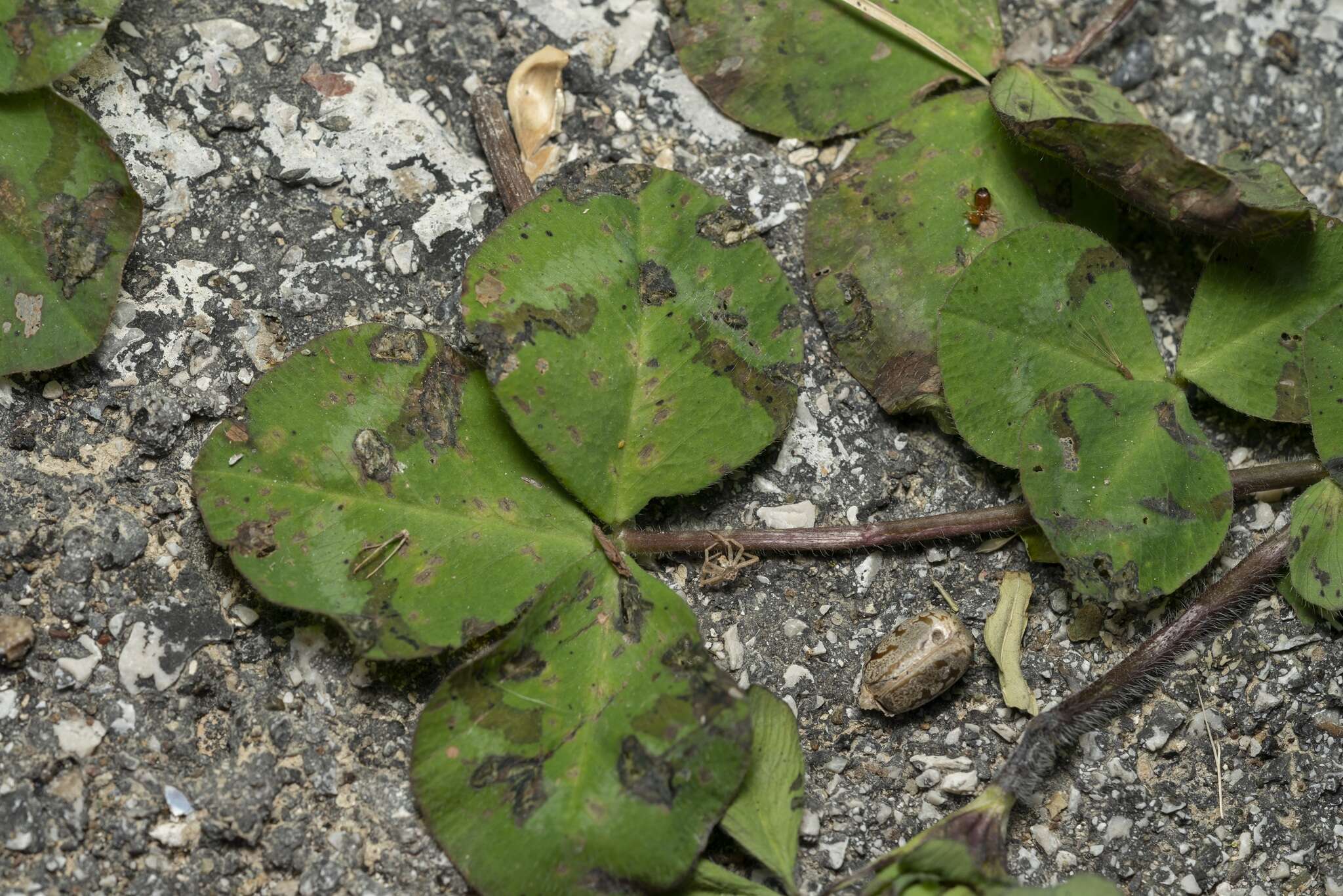 Image of shield clover