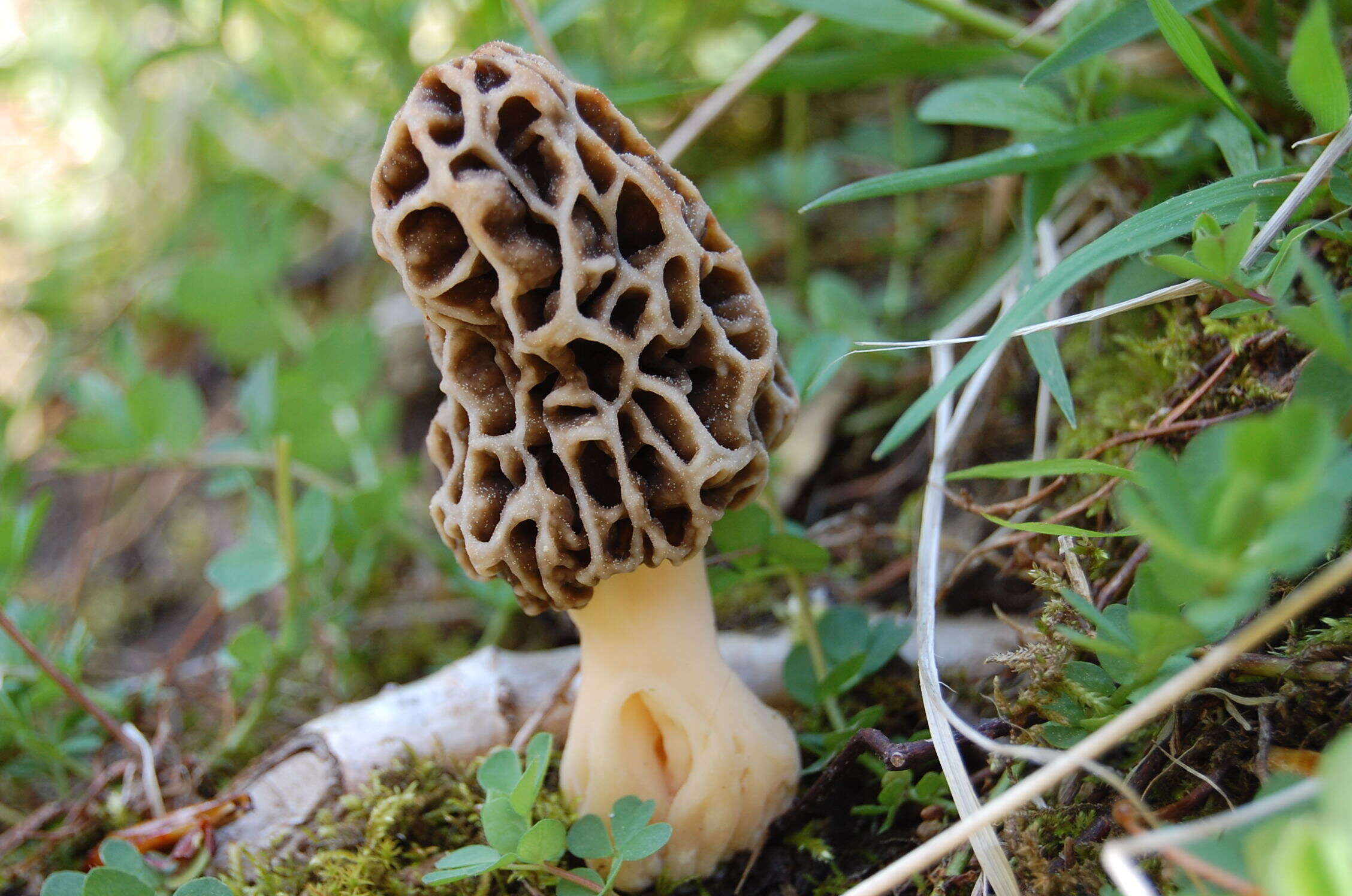 Image of Morchella vulgaris