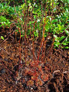 Image of Drosera montana St. Hil.