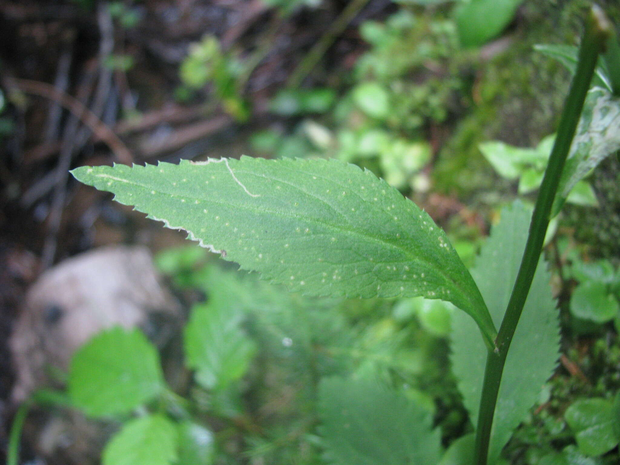 Image of Leucanthemum rotundifolium (Willd.) DC.