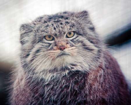 Image of Pallas’s cat