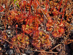 Image of Drosera montana St. Hil.