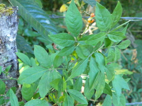 Image of Solanum appendiculatum Humb. & Bonpl. ex Dun.