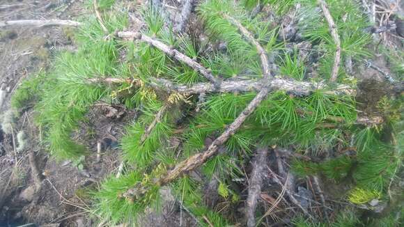 Image of larch dwarf mistletoe