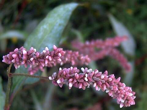 Imagem de Persicaria maculosa S. F. Gray