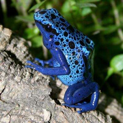 Image of Dendrobates azureus