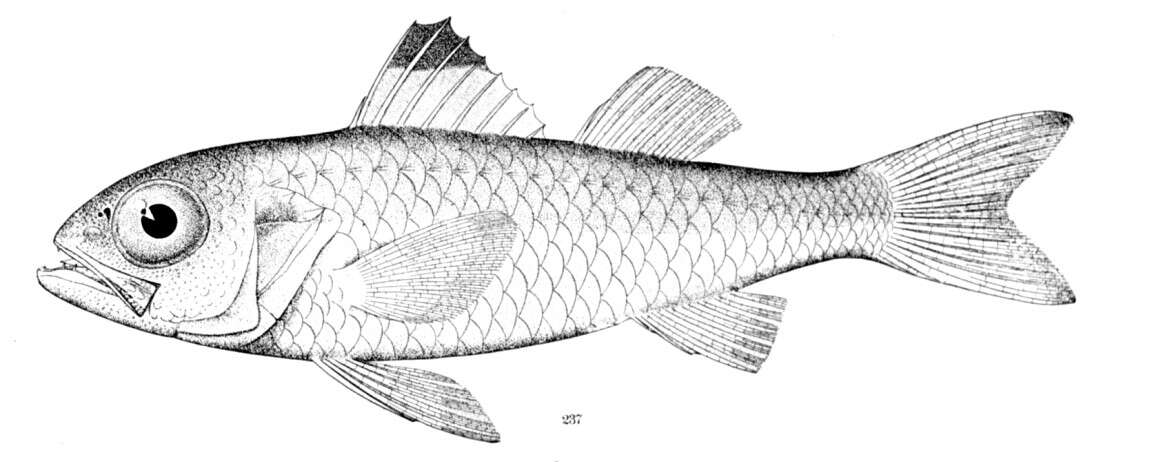 Image of Blackmouth Bass