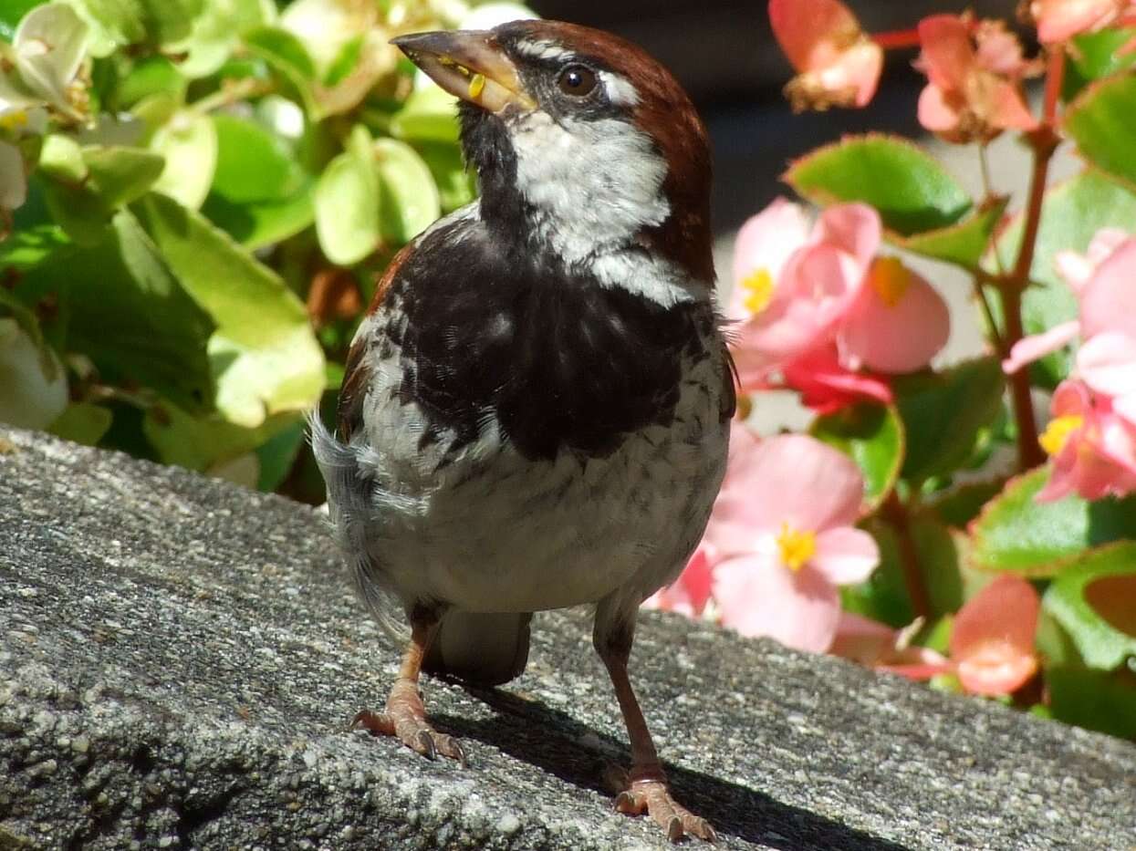 Image of Italian Sparrow